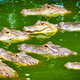 Illustration for article titled 240 Nuisance Alligators Have Been Found and Trapped at Disney World in the Last Decade